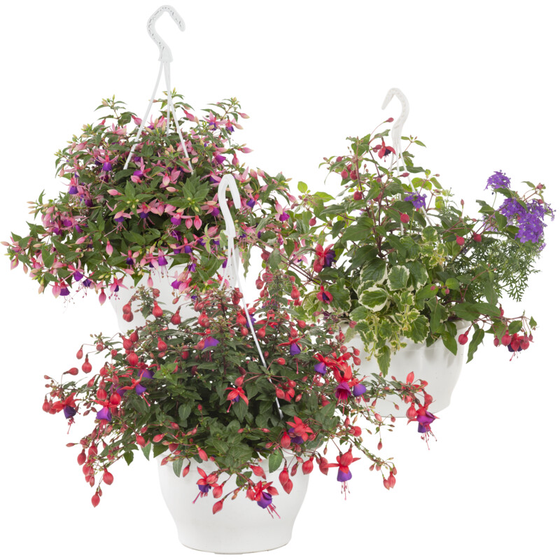 Een afbeelding van AH Fuchsia mix p10.5
