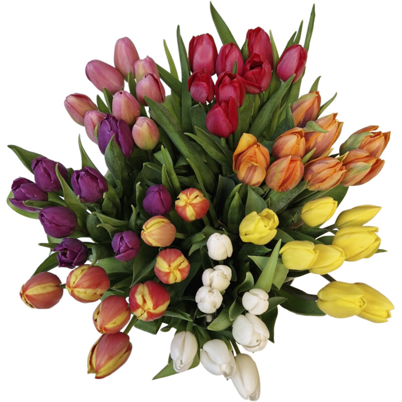 Een afbeelding van AH Tulp rood Hollands