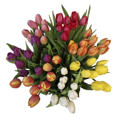 pdp-image-AH Tulp geel Hollands