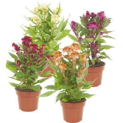 pdp-image-AH Celosia mix p14