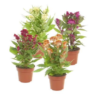 pdp-image-AH Celosia mix p14