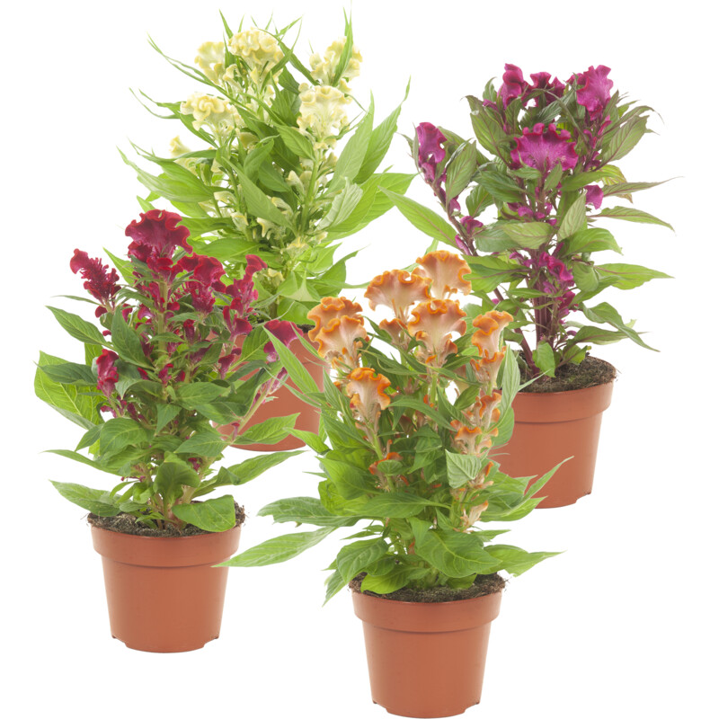 Een afbeelding van AH Celosia mix (p14)