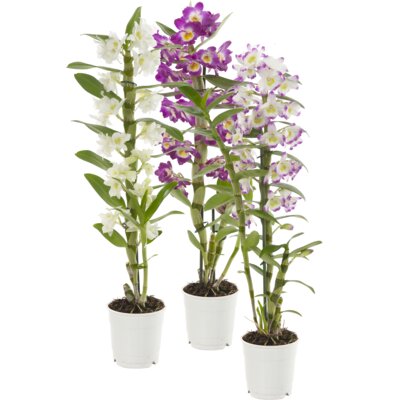 pdp-image-AH Dendrobium nobilee 2-tak