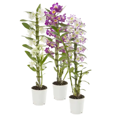 pdp-image-AH Dendrobium nobilee 2-tak