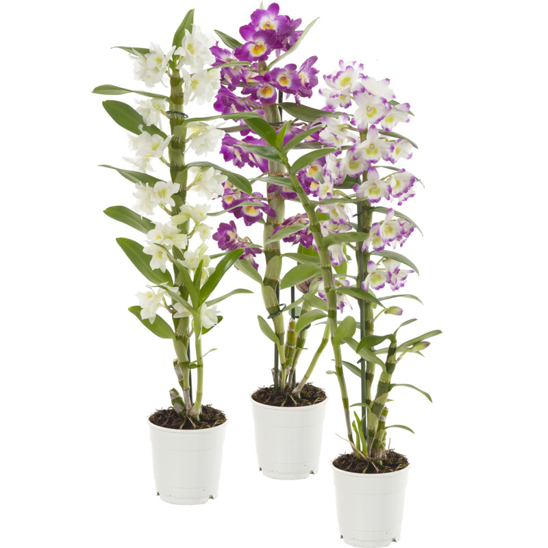 Een afbeelding van AH Dendrobium nobilee 2-tak