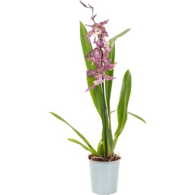 pdp-image-AH Orchidee 1-tak mix