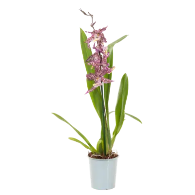 pdp-image-AH Orchidee 1-tak mix
