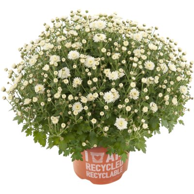 pdp-image-AH Bolchrysant