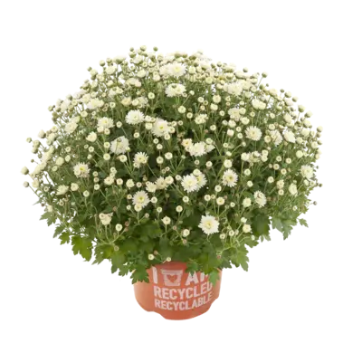 pdp-image-AH Bolchrysant