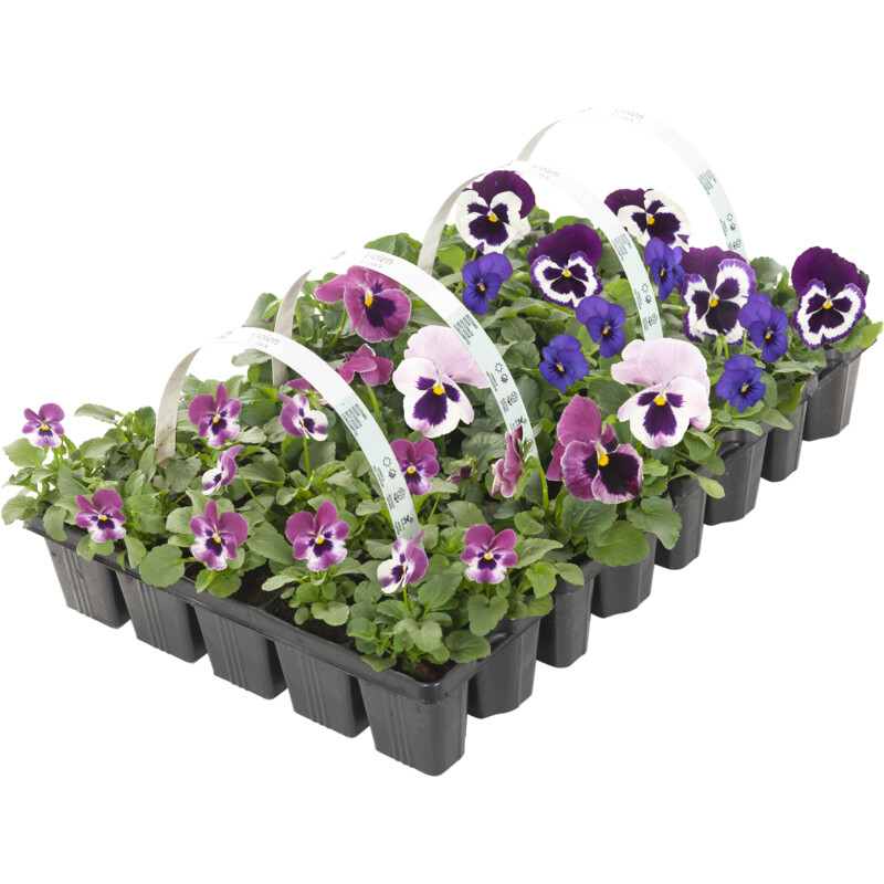 Een afbeelding van AH Violen