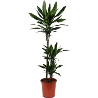 Een afbeelding van AH Dracaena janet lind drakenbloedboom l
