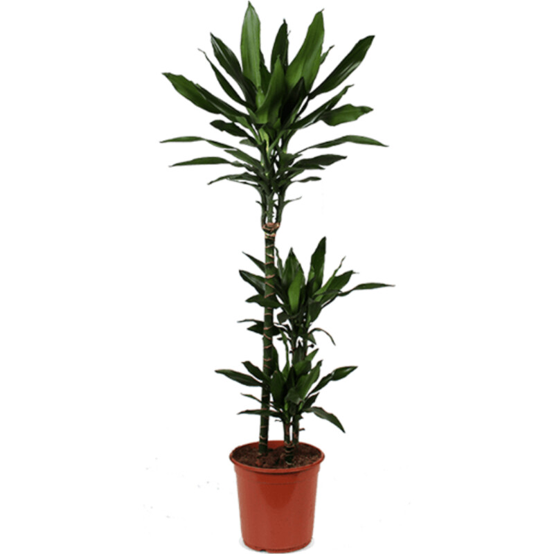Een afbeelding van AH Dracaena janet lind drakenbloedboom l