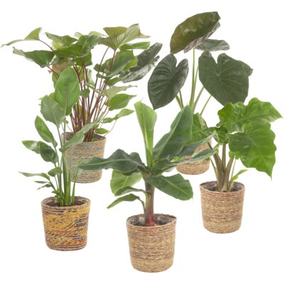 pdp-image-AH Spathiphyllum in mand