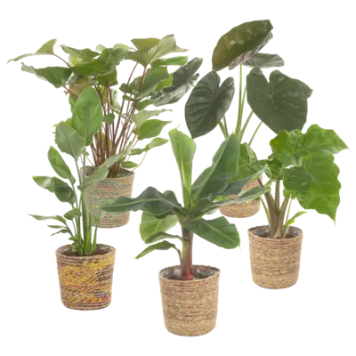 pdp-image-AH Spathiphyllum in mand