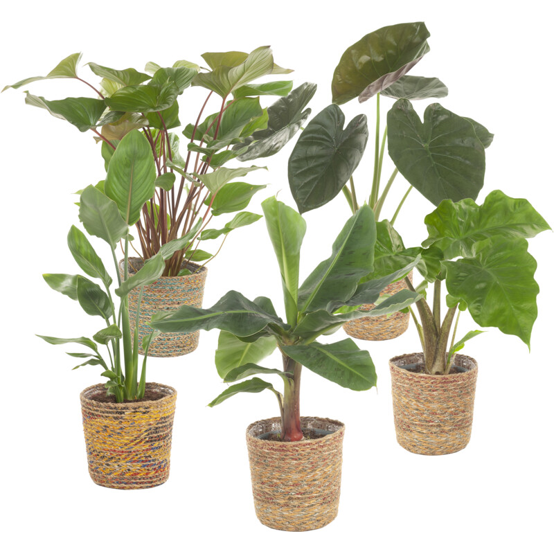 Een afbeelding van AH Spathiphyllum in mand