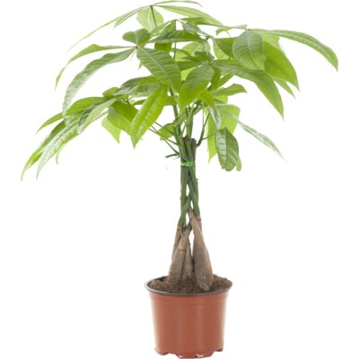 pdp-image-AH Pachira op stam