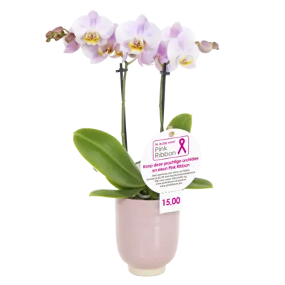 pdp-image-AH Orchidee kolibri in pot