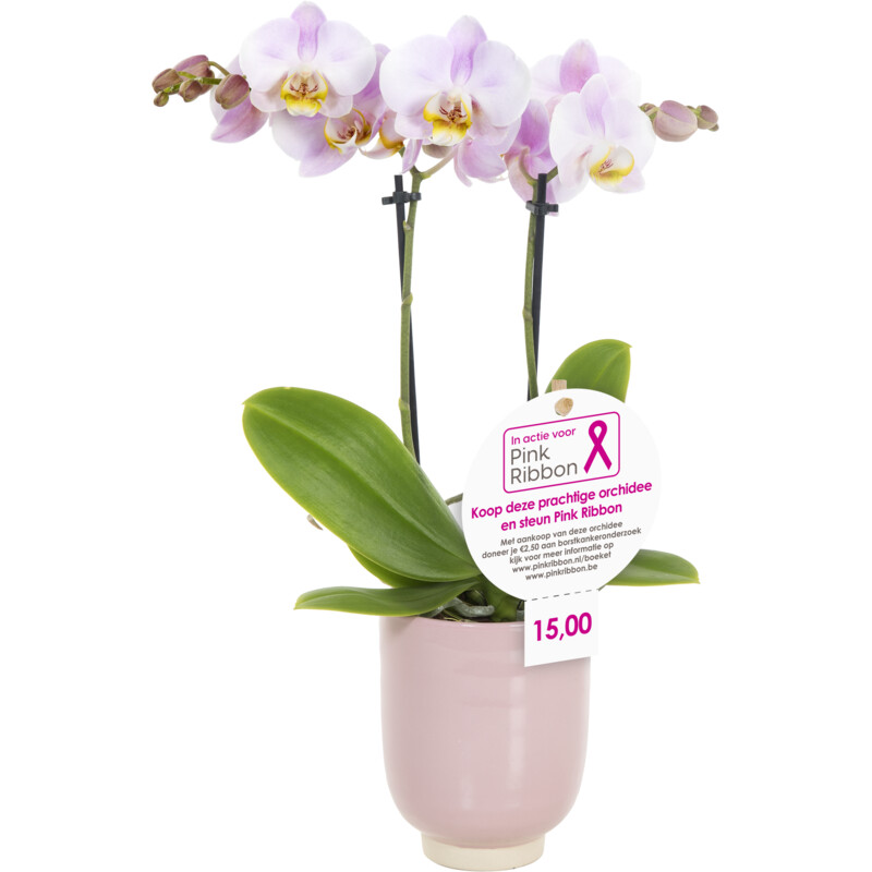 Een afbeelding van AH Orchidee kolibri in pot