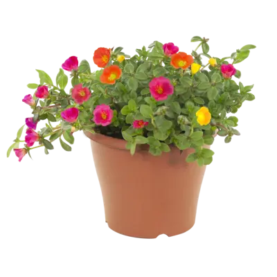 pdp-image-AH Portulaca medium p23