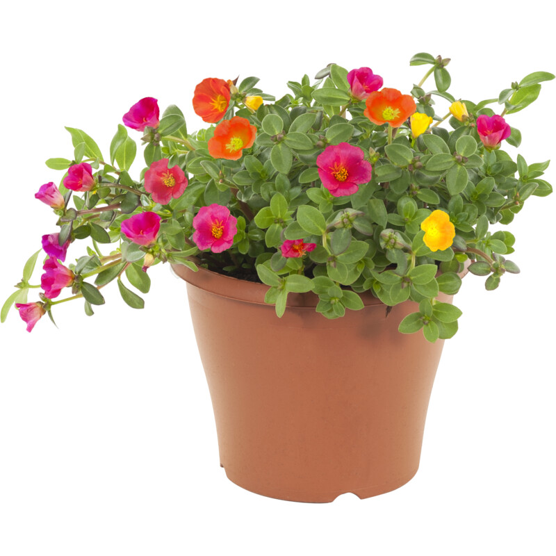 AH Portulaca medium p23