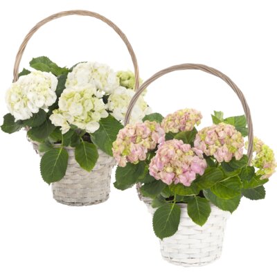 pdp-image-AH Hortensia p19 in hengselmand