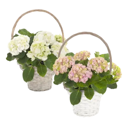 pdp-image-AH Hortensia p19 in hengselmand
