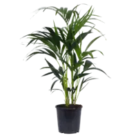 AH Howea forsteriana kentiapalm m