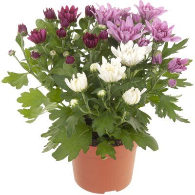 pdp-image-AH Potchrysant tricolor