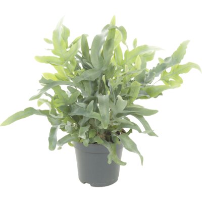 pdp-image-AH Phlebodium