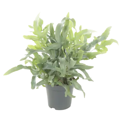 pdp-image-AH Phlebodium