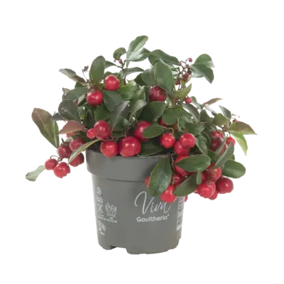 pdp-image-AH Gaultheria p10