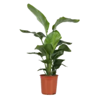 AH Strelitzia nicolai paradijsvogelplant l