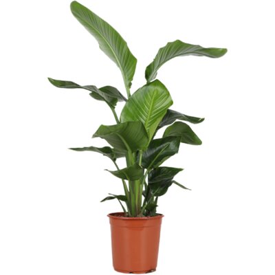 pdp-image-AH Strelitzia nicolai paradijsvogelplant l