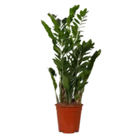 AH Zamioculcas zz plant m