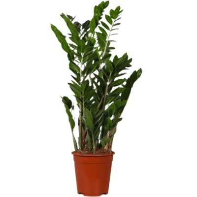 AH Zamioculcas zz plant m