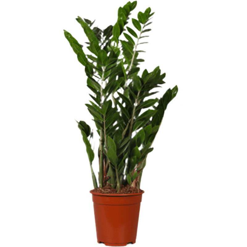 AH Zamioculcas zz plant m