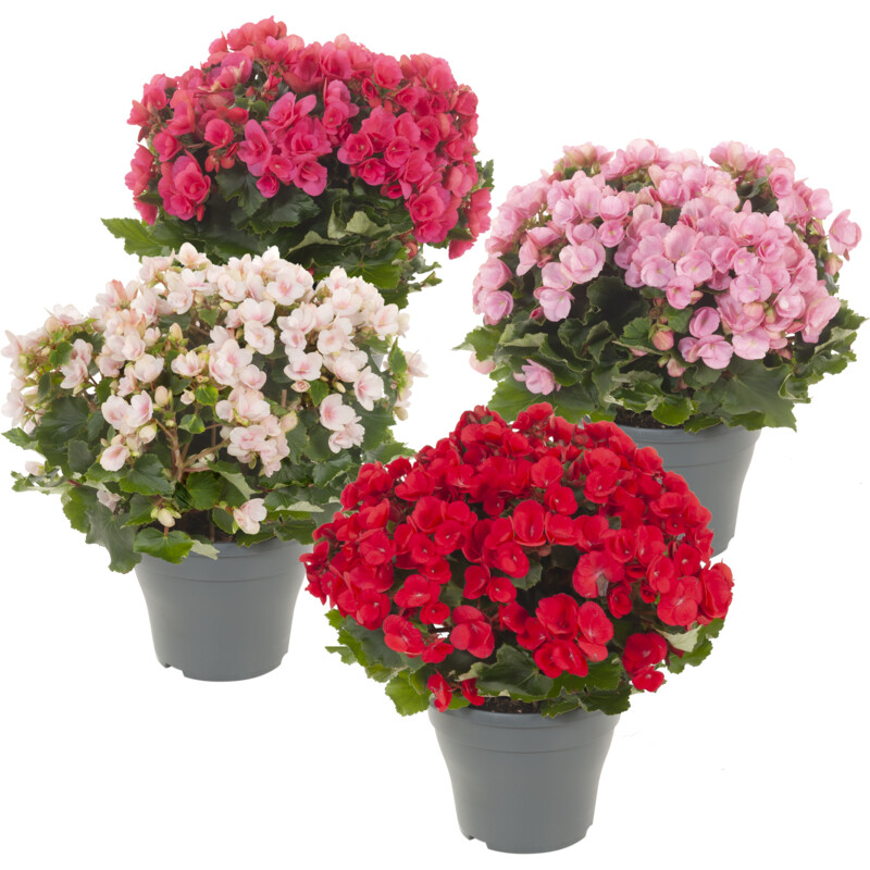 Een afbeelding van AH Begonia betulia