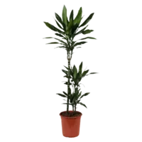 AH Dracaena janet lind drakenbloedboom l