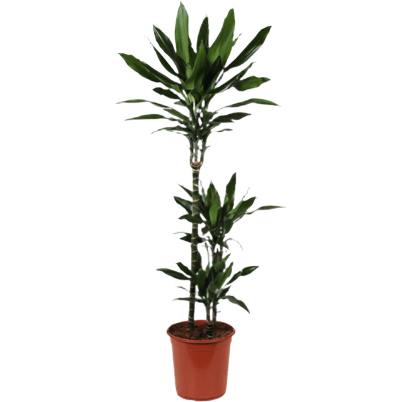 AH Dracaena janet lind drakenbloedboom l