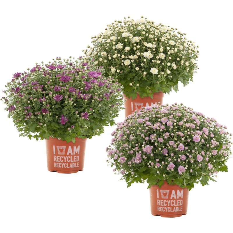 Een afbeelding van AH Bolchrysant