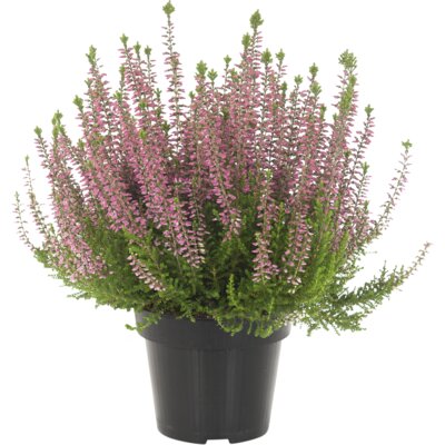 pdp-image-AH Heide mix