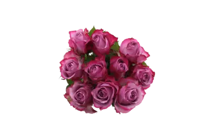 pdp-image-AH Rozen rood/wit/roze