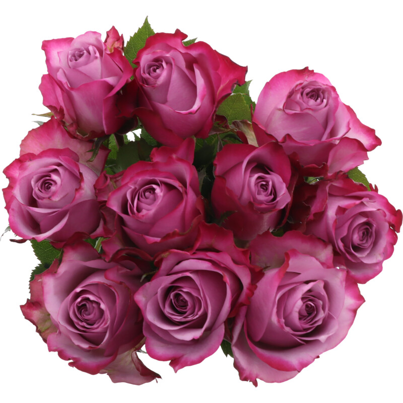 AH Rozen rood/wit/roze