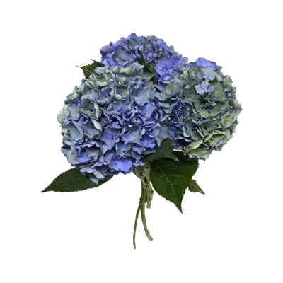 pdp-image-AH Hortensia