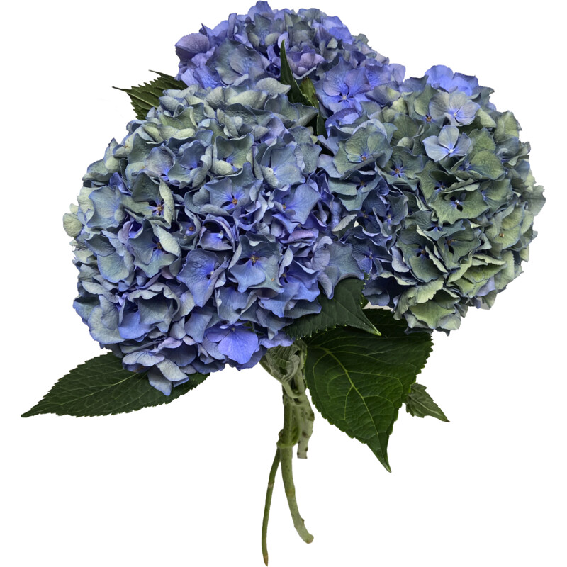 Een afbeelding van AH Herfsthortensia