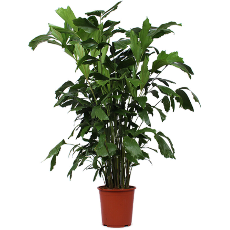Een afbeelding van AH Caryota mitis vissenstaartpalm xl