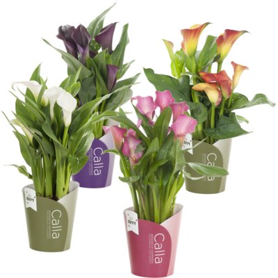 pdp-image-AH Calla diverse kleuren