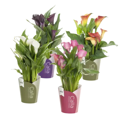 pdp-image-AH Calla diverse kleuren