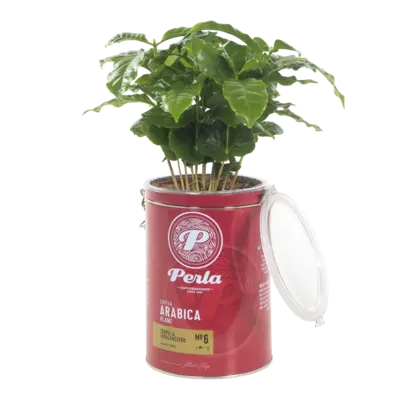 pdp-image-AH Arabica plant in Perla pot