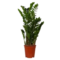 AH Zamioculcas zz plant m